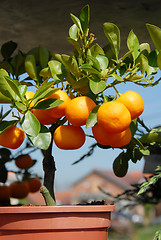 Image showing Planting mandarins