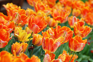 Image showing Orange tulips background