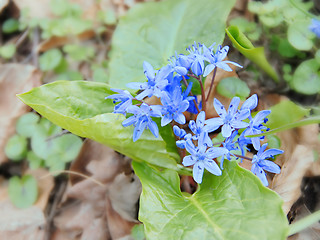 Image showing First spring flowers