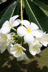 Image showing White and yellow frangipani flowers.