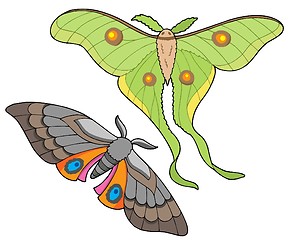 Image showing Night butterfly collection