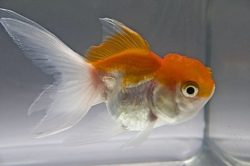 Image showing Goldfish