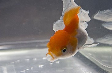 Image showing Goldfish