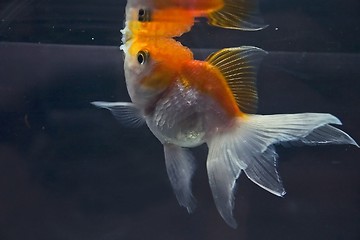 Image showing Goldfish