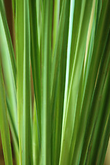 Image showing Lemon grass