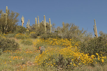 Image showing Cactus