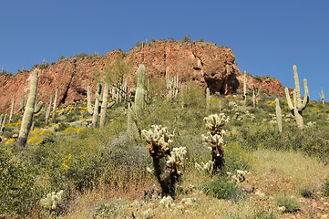 Image showing Cactus