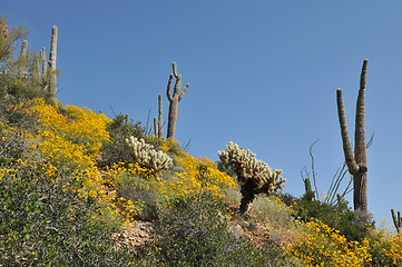 Image showing Cactus