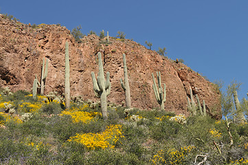 Image showing Cactus