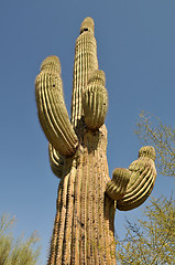 Image showing Cactus