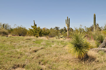 Image showing Grasslands