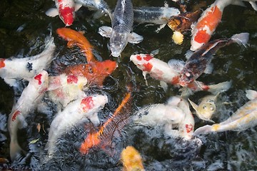 Image showing Koi Carp