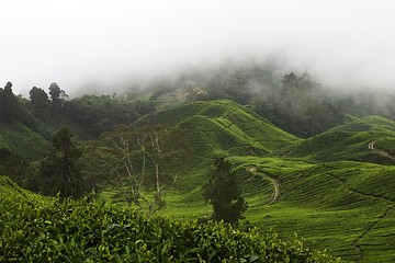 Image showing Cameron Highlands Tea Plantation Fields