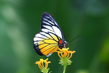 Image showing Butterfly