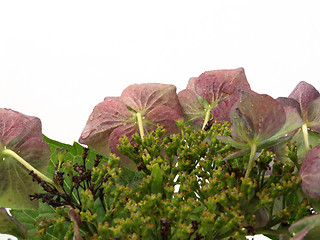 Image showing Hydrangea Plant