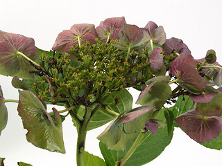 Image showing Hydrangea Isolated