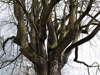 Image showing Gnarled Old Tree