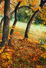 Image showing Autumn landscape