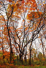 Image showing Autumn landscape