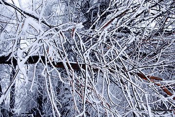 Image showing Winter trees background