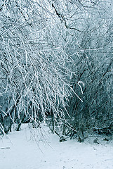 Image showing Winter trees background