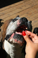 Image showing Hand Feeding The Dog