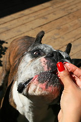 Image showing Hand Feeding The Dog