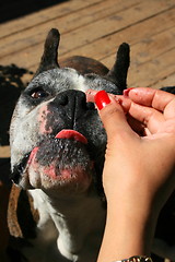 Image showing Hand Feeding The Dog