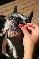 Image showing Hand Feeding The Dog