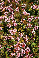 Image showing Indian Hawthorn Flower