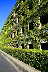 Image showing Ivy Covered Building