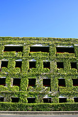 Image showing Ivy Covered Building