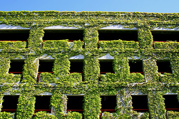 Image showing Ivy Covered Building