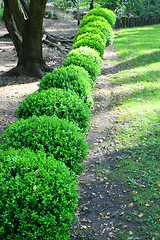 Image showing Japanese Boxwood Schrubs