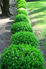 Image showing Japanese Boxwood Schrubs