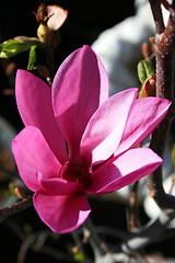 Image showing Japanese Magnolia