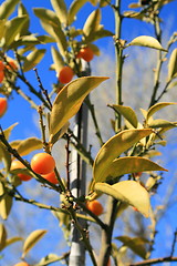 Image showing Kumquats