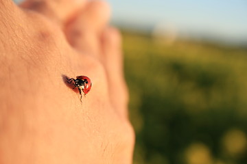 Image showing Lady Bug