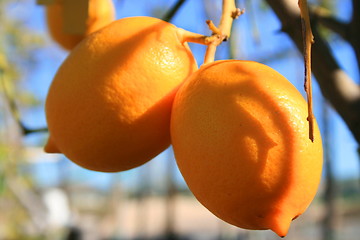 Image showing Lemons