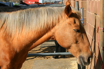 Image showing Light Brown Horse