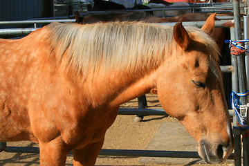 Image showing Light Brown Horse