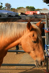 Image showing Light Brown Horse