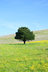 Image showing Single Tree