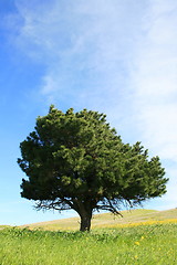 Image showing Single Tree