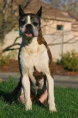Image showing Male Boxer Dog