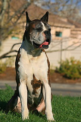 Image showing Male Boxer Dog