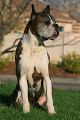 Image showing Male Boxer Dog