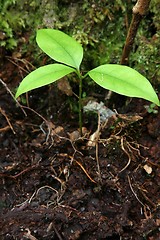 Image showing Growing Tree