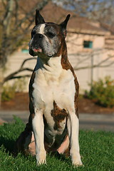 Image showing Male Boxer Dog