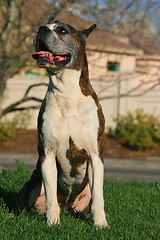 Image showing Male Boxer Dog